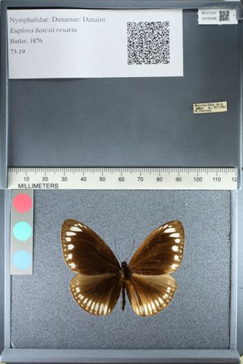 Media type: image;   Entomology 160596
